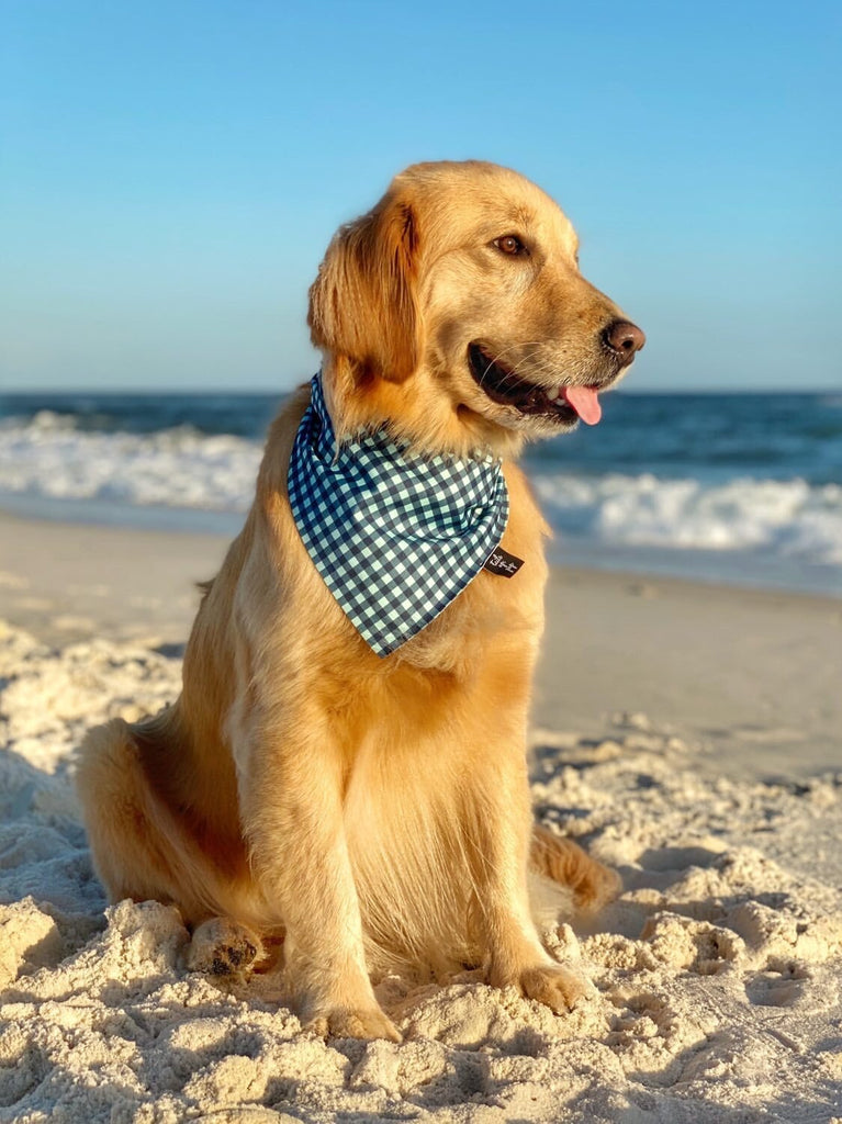 Duo Blue Endurance Dog Bandana