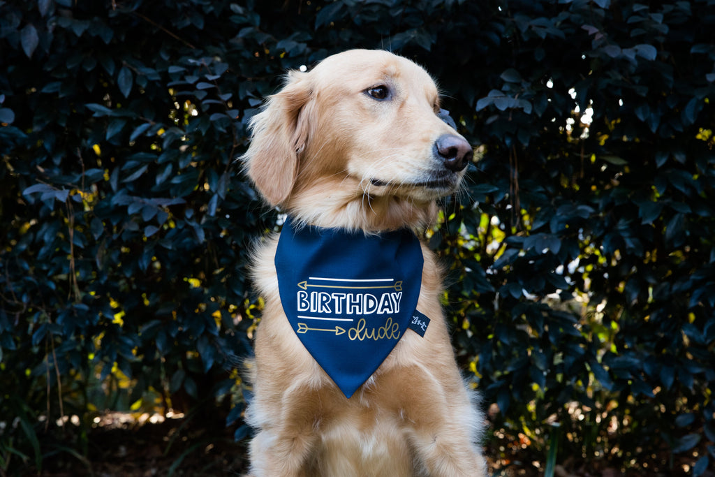 Birthday Dude Dog Bandana