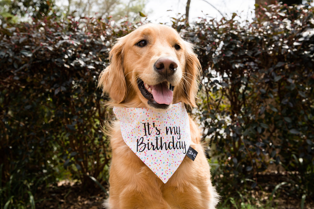 Sprinkle Birthday Dog Bandana