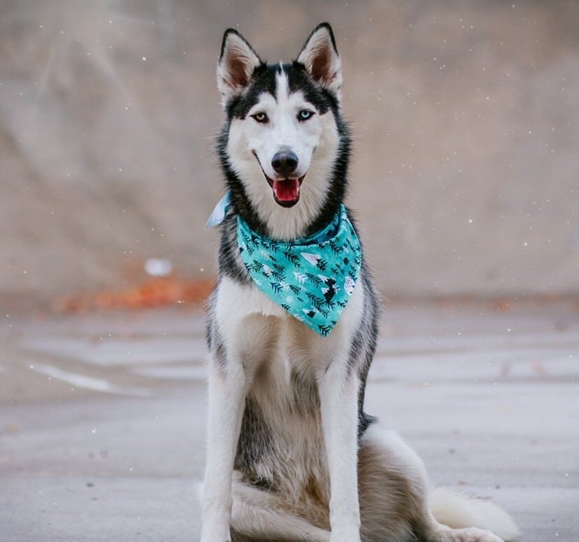 Mountains Endurance Dog Bandana