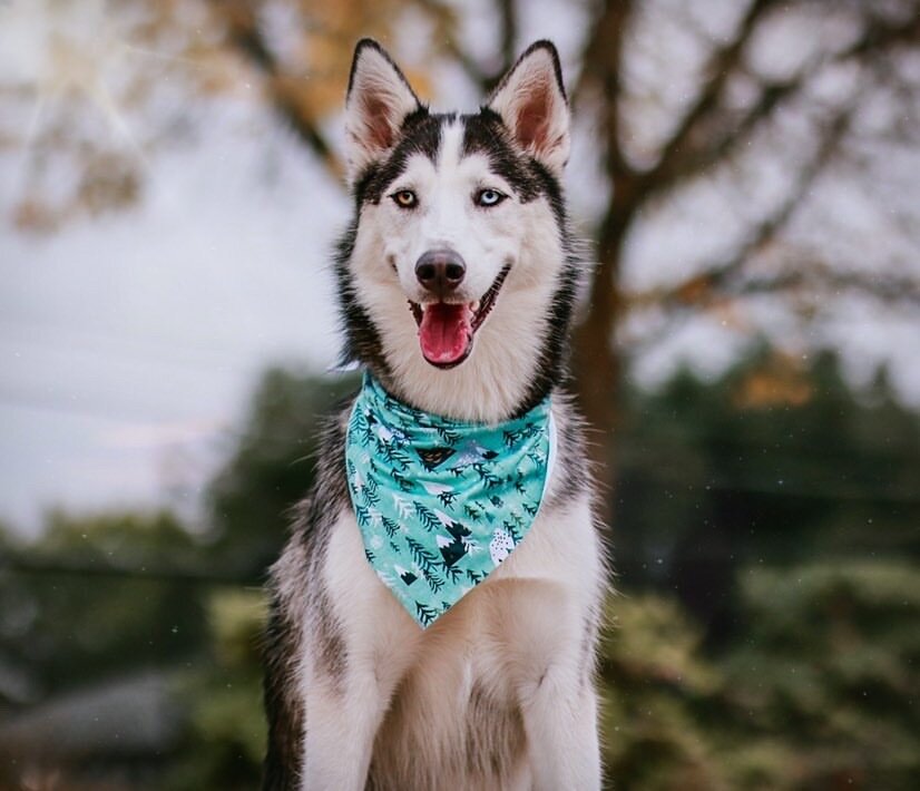 Mountains Endurance Dog Bandana