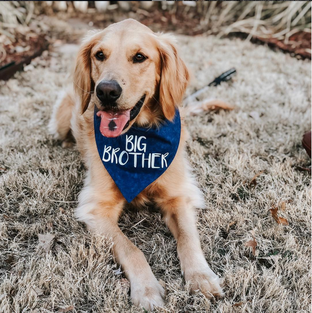 Big Brother Dog Bandana