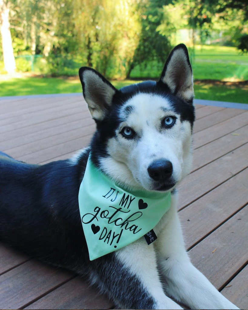 It's My Gotcha Day! Dog Bandana